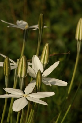 Flores silvestres llamadas mayitos con luz de atardeder