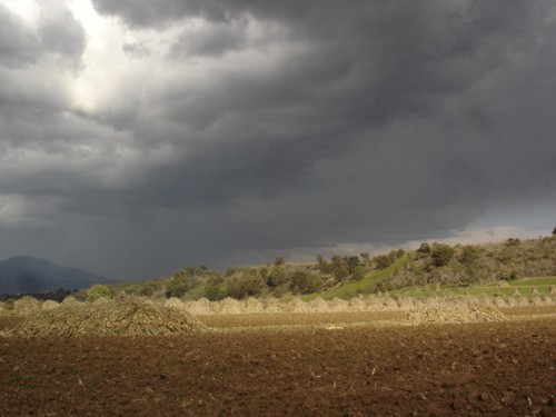 Parcela - Surcos - Toros de rastrojo - Nubes densas.