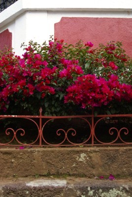 Camelina en jardinera que rodea el quiosco del pueblo de Huiramba.