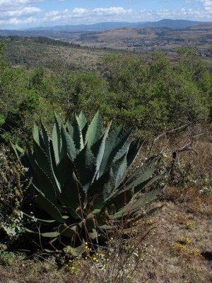 Panor�mica desde una loma de territorio del Municipio de Huiramba donde aparece en la parte superior derecha la Cabecera Municipal.