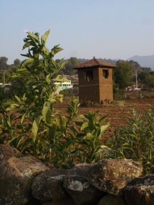 Peculiar Torresita en lo que fueron "Tierras" de "Don Gil" de Huiramba.